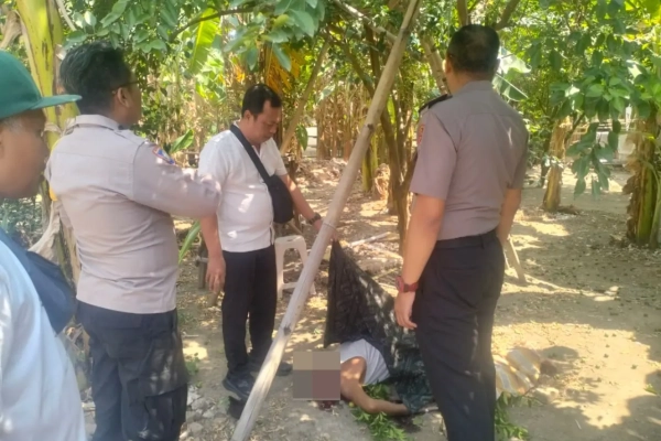 Warga Tegal Meninggal usai Jatuh dari Pohon Jeruk
