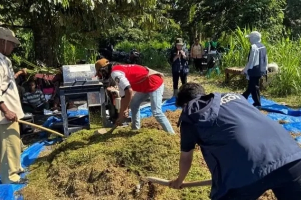 Indonesia Dijuluki Negara Sawit, Pelepahnya Kini Disulap Jadi Pakan Sapi