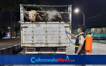Karantina Jawa Timur dalam mengawasi pergerakan ternak antarwilayah.