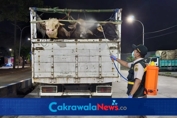 Cegah Brucellosis Menyeberang Wilayah, Karantina Jatim Periksa 6 Sapi dari Bawean