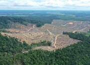 FWI: 50,5 Ribu Hektare Hutan Hilang di Konsesi yang Beralih ke Multiusaha Kehutanan