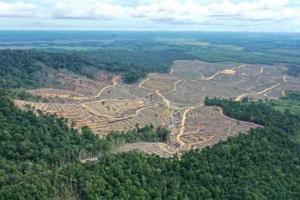 FWI: 50,5 Ribu Hektare Hutan Hilang di Konsesi yang Beralih ke Multiusaha Kehutanan