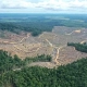 Hutan hilang