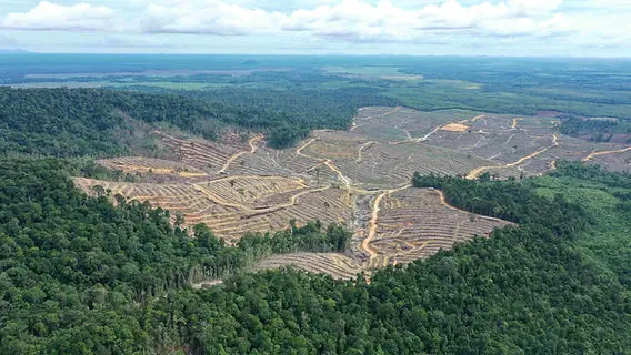 Hutan hilang